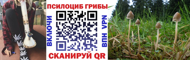 где найти   Задонск  Псилоцибиновые грибы Psilocybe 